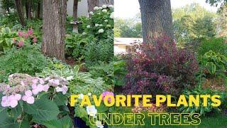 My Top 6 Plants to Grow Under Trees  best perennials to plant under trees  Minnesota garden