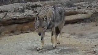 6 RED WOLVES IN TURKEY | BEAR ATTACK TO SHEPHERD