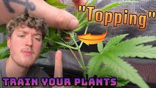 Best Plant Training Methods for BEGINNERS !