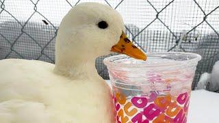 This Mini Duck Is Obsessed With Ice Water! | The Koala