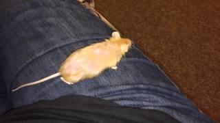 Lotus mouse watching roadkill with me pt2. Read description!