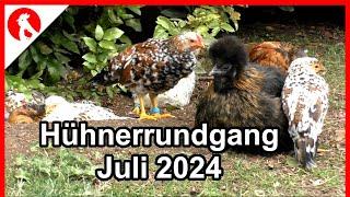 F229 Hühnerrundgang Juli 2024   - Jensman and the Huhns