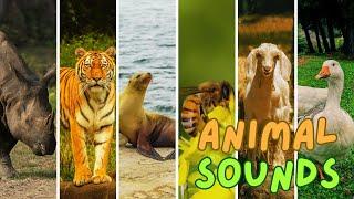 Best Animal Sounds | no music - Sheep, Frog, Tiger, Goat, Seal, Mouse, Lamb,Bee, Hippo, Fly, Duck