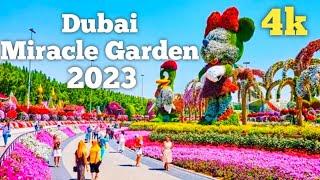 Dubai  Miracle Garden dubai 2023(4K)World's largest natural flower garden