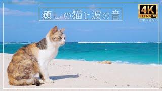 癒しの猫と波の音4K映像 | ヨロン島の美しいビーチでリラックス