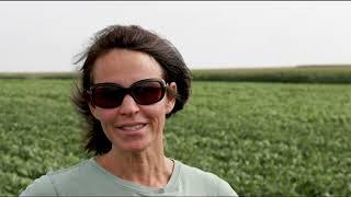 Using rolled-crimped rye for organic soybean production