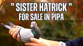 Superb Bloodline Racing Pigeon For Sale | Pipa Pigeons | Best kittel | Top Pigeons | Homing Pigeon