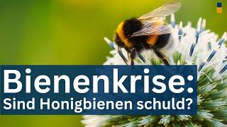 Warum die Wildbienen wirklich sterben - Sind die Honig Bienen schuld? Weltbienentag