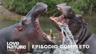 Cuando las PRESAS ATACAN | Especies Mortales Episodio 4 | Love Nature 