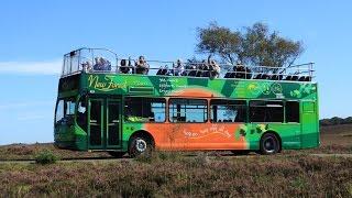 The New Forest Tour - a great day out for residents of the New Forest