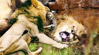 Lion vs Lion: Serengeti Lions In Brutal Battles To Become The King