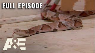 Billy the Exterminator: House Full of Pit Vipers! - Full Episode (S6, E1) | A&E