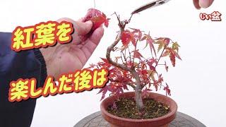 [Winter preparation and repotting of Japanese maples] / For beginners / How to make a bonsai