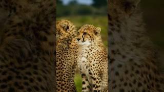 भारत में cheetah का अंत कैसे हुआ || cheetah end in India #facts #india #cheetah #forest