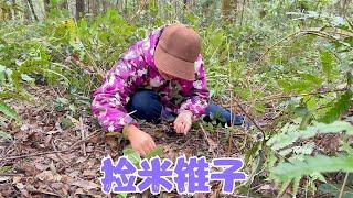 阿恋和婆婆们上山捡米锥子，满山都是捡到手软，开开心心满载而归