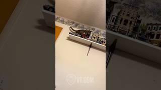 Cat Destroys Owner’s LEGO DeLorean in Cold Blood 
