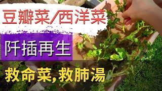 How to grow Watercress plants 如何種植豆瓣菜/西洋菜/水田芥/Watercress【再生蔬菜】不怕淹水的野菜，少打理，少蟲害，不用種子輕鬆種【如何利用超市青菜再生新蔬菜】