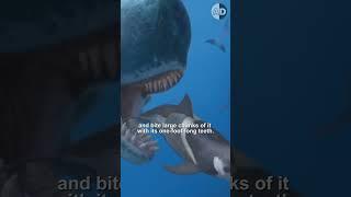 Livyatan, the Sea Monster Eating Megalodon