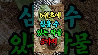 6월초에 심을 수 있는 작물 5가지
