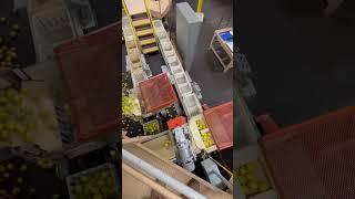 Automatic high speed lemon tote volume fillers #agriculturetechnology #foodindustry