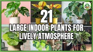 21 Large Indoor Plants for transforming Atmosphere | Indoor Large Houseplants | Plant and Planting