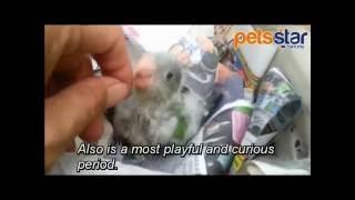 Pets Star Baby Monk Parakeet Hand Feeding