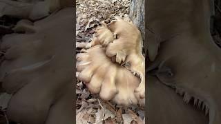 Oysters mushrooms tulips poplar stump #oystermushrooms