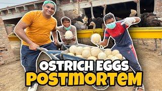 Ostrich farm Pakistan - Ostrich Eggs Kharab Ho Gay