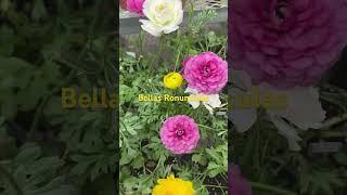 Bellas Ronunculas para tu jardín #plantas #primavera