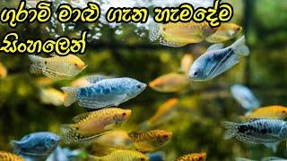 Gourami fish care in sinhala/D.H FISH ADVISOR