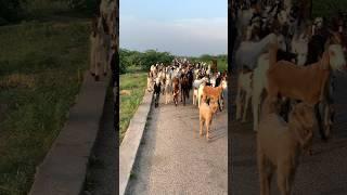 Goats Hai Bakar Hai Lai Sarkar Nice video brother