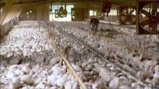 Food Inc. Chicken Clip