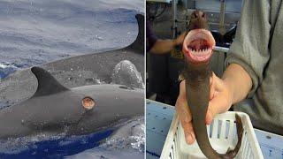 Cookiecutter Sharks: A Real Cookie Monster That Makes Shark Bite Donuts!