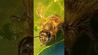 Ukrainian Honeybee is Under Microscope. Kyiv, Ukraine. Beekeeping in Ukraine.