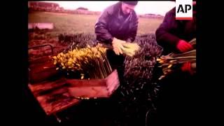 DAFFODIL HARVEST - COLOUR