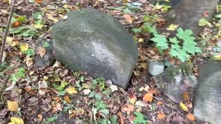 Bedzin Jewish cemetery Podzamcze St. walk through the cemetery in the midst of cleanup Oct. 9, 2022