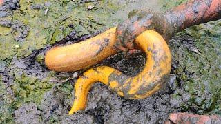 Bangladesi Boy Catching Eel Fish From Muddy Secret Hole By Hand