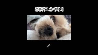 귀여워서 내버려 둘 수가 없잖아 #강아지일기 #dog #반려견 #개 #강아지일상 #doglife 일년에 한번 접종맞는 날 유일하게 기운없는 DAY #멍멍이 #강아지브이로그