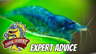 Top Tips for Keeping Shrimp With Special Guest Flip Aquatics