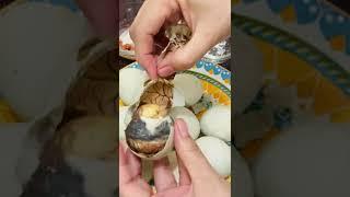 Balut (Duck embryo) mukbang #asmr #shorts #shortsvideo #duckembryo #balut