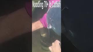 NOODLING 70 # CATFISH: MONSTER CATFISH NOODLE | SFSC #Shorts