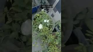 # plants #experiment #music #song #cover #postmalone #experiment #lifeisbutadream #newmusic