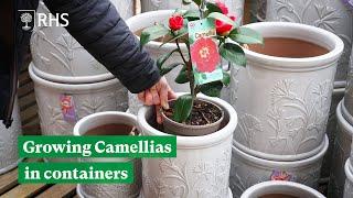 Growing Camellias in Containers | The RHS