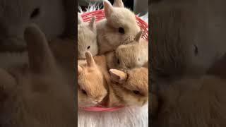 Kompilasi Kelinci Gemoy #cute #cutebaby #cat #kelinci #cuteanimals #video #videos