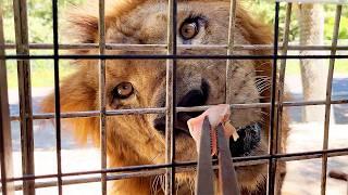 Feeding the lions directly!? Japan's Amazing Safari Park!! | Oita African Safari