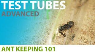 Keeping Ants in Test Tubes (Advanced Techniques) | Ant Keeping 101