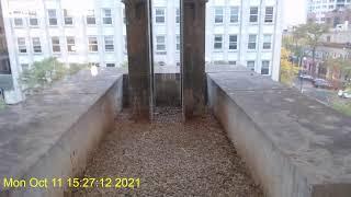 Evanston Public Library Falcon Cam