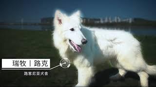 #伯恩山犬 #瑞士牧羊犬