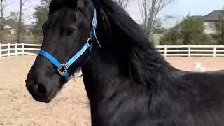 Just out playing today.   #friesianhorse #friesian #horse #horses #horselover #horsestable