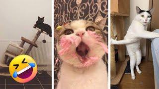 Funniest Animals 2023  Best Funny Cats and Dogs  | #25 | Petopia TV